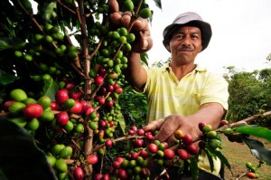 Coffee Farmer