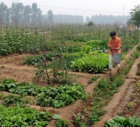 Small-Scale Organic Farming