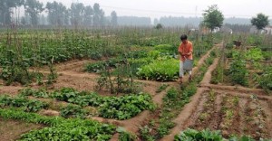 Small-Scale Organic Farming